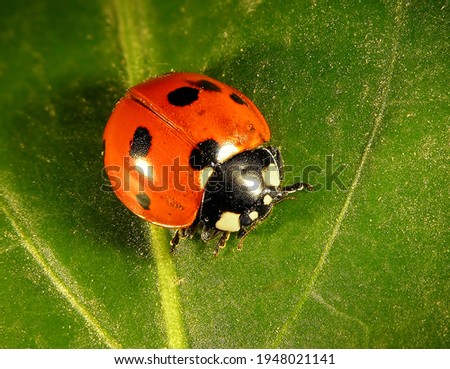 Seven-spot ladybird (ladybug) Coccinella septempunctata (Coleoptera: Coccinellidae) 