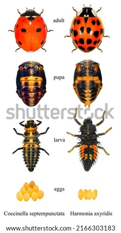 Seven-spot ladybird (ladybug), Coccinella septempunctata and Asian ladybird (ladybug), Harmonia axyridis (Coleoptera: Coccinellidae). Development stages - egg, larva, pupa, adult. Isolated on a white