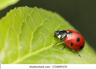 3 291件の ナナホシテントウ の画像 写真素材 ベクター画像 Shutterstock