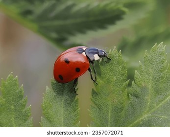 Seven-spot ladybug, God's cow (Coccinella septempunctata) - a species of beetle from the ladybug family. close-up photography, Poland