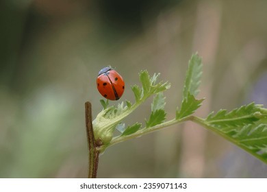 Seven-spot ladybug, God's cow (Coccinella septempunctata) - a species of beetle from the ladybug family. Common in Europe. Close-up photography, Poland