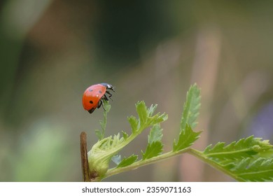 Seven-spot ladybug, God's cow (Coccinella septempunctata) - a species of beetle from the ladybug family. Common in Europe. Close-up photography, Poland
