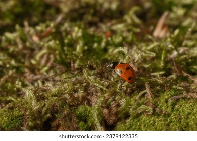 Seven-spot ladybug, God's cow (Coccinella septempunctata) - a species of beetle from the ladybug family. Common in Europe. Close-up photography, Poland	