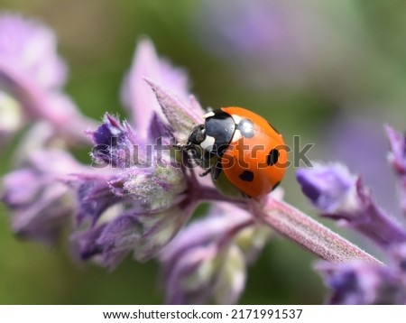 Sevenspotted ladybird coccinella septempunctata on a catnip flower