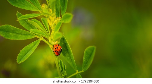 Seven-spotted ladybug, God's cow (Coccinella septempunctata) - a species of beetle from the ladybug family. Common in Europe.

