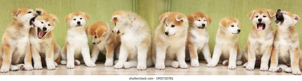 Several Akita Inu Puppies Are Sitting Nearby.many Puppies. Long Banner. Concept: Breeding And Selling Puppies. Akita-inu