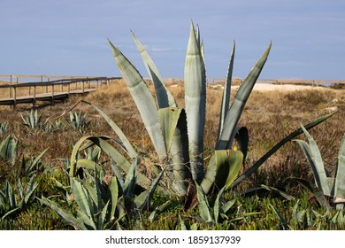 Several American Century Plant Or Agave Growing In Dry Sandy Soil In A Coastal Area In Portugal