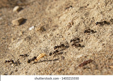 Several ants following an ant pathway, one of them carrying a piece of grass-ear 