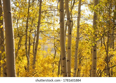 Several aspen trees in a forest with autumn colors. - Powered by Shutterstock