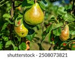 several Bartletts-pears hanging on the tree (Williams Christ)