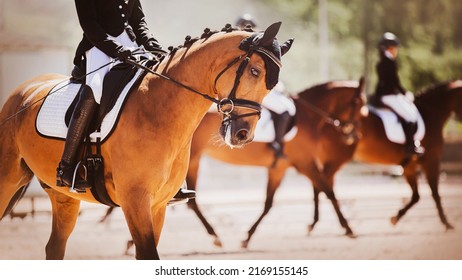  Several beautiful bay horses perform at dressage competitions on a sunny summer day. Equestrian sports. Horse riding. Portrait of a horse. - Powered by Shutterstock