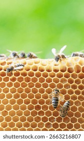 Several bees are busy constructing and tending to their honeycomb in the spring. The golden hexagonal cells are filling up as they prepare for the future