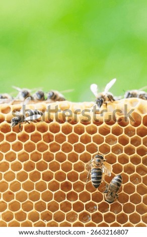 Several bees are busy constructing and tending to their honeycomb in the spring. The golden hexagonal cells are filling up as they prepare for the future