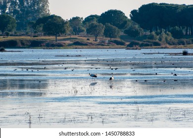 Several Birds Including Storks And Ducks Wading Through The Wetlands Of El Rocio, Spain And Part Of Parque National De Donana