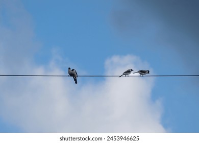 Several birds are perched and perched on a cable with a beautiful blue sky as a background  - Powered by Shutterstock