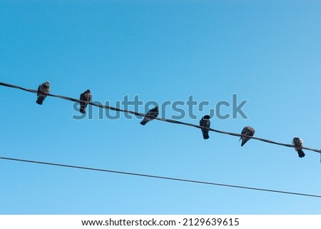 Several birds are sitting on a wire against a clear bue sky. Pigeons on a powerline. An empty wire below