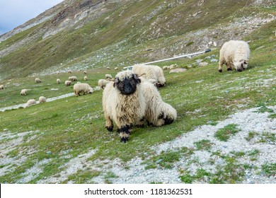 Several Black Nose Sheep Grazing Near The Matterhorn