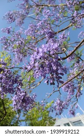 Several Black Poui Branches On Spring