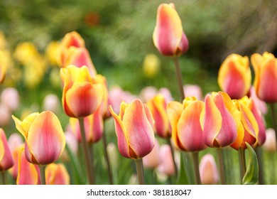 several blooming pink and yellow coloured striped tulips