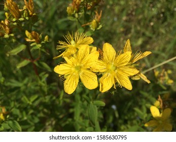 Several blooming yellow flowers of medicinal St. John's wort on a background of green grass. Mobile photo in natural daylight.