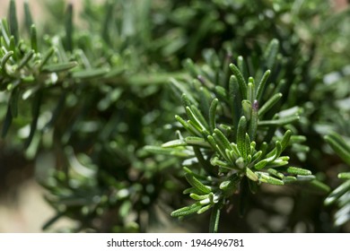 Several branches of climbing rosemary with a green and unfocused background.