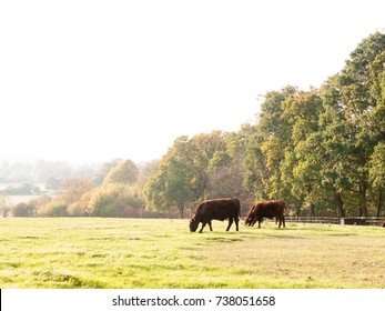 Several Brown Dairy Farm Cows Grazing In Summer Field; Essex; England; Uk