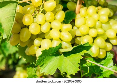Several bunches of ripe grapes on the vine (selective focus) - Shutterstock ID 2029696805