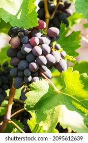 Several bunches of ripe grapes on the vine (selective focus) - Shutterstock ID 2095612639