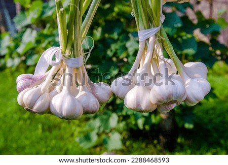 several bundles of garlic are dried in the open air
