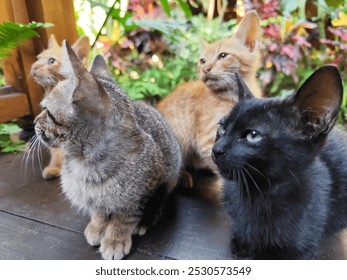 several cats of different colors, several cats in the same place on a wooden floor