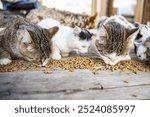 Several cats eating dry food, showcasing animal care at a cat shelter