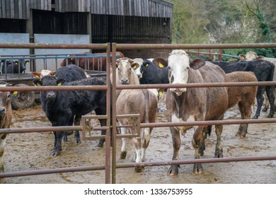 Several Cattle In Farmyard, UK