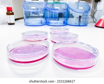 Several Cell Culture Dishes In A Laboratory. Cells Cultured In Vitro Are Commonly Used For Biocompatibility Evaluation When New Medical Devices Enter The Market.