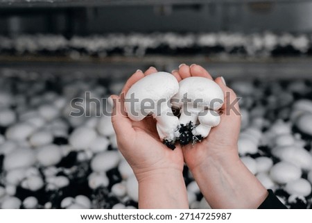 Several champignons in a person's hand, picking mushrooms in a mycelium against the background of a shelf.