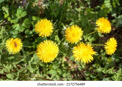 Several close-up flowers in a meadow of dandelions. Spring flowers concept. Spring day, selective focus, shallow depth of field. Transcarpathia, Ukraine, Europe.