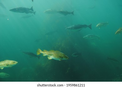 Several Cod Swimming Around In Aquarium