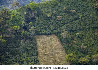 Several Coffee Plantations In The Colombian Andes. Arabica Coffee