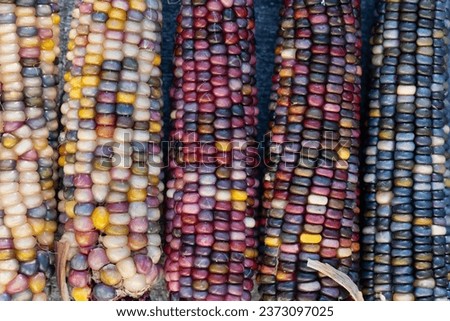 Several colorful corn cobs of different colors lie next to each other. The ornamental corn comes in pink, blue, yellow and white. The corn forms a background.