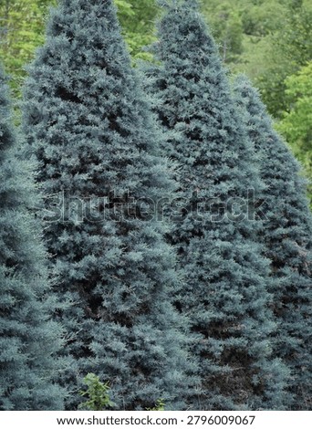several columnar Junipers in typical blue-green