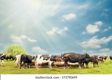 Several cows drinking water from a drinking fountain in a field in Argentina