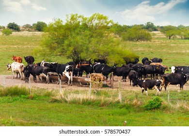 173 Cow drinking fountain Images, Stock Photos & Vectors | Shutterstock