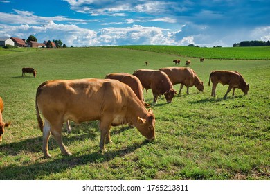 Several cows grazing on the green grass during daytime - Shutterstock ID 1765213811
