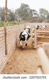 Several Cows Running In A Narrow Path In A Farm