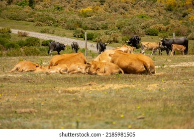 several cows sleeping and lying down together with bulls in the middle of a meadow on a sunny day