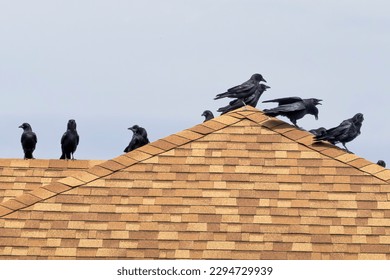 Several Crows hanging out on a house roof during a sunny day