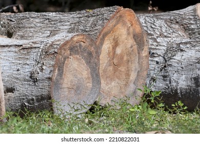 Several Cut Oak Logs Awaiting A Mobile Sawmill