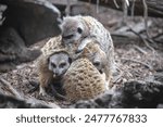 Several cute meerkats sit in a tight group, keeping each other warm. Close-up. Group of animals. High quality photo