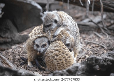 Several cute meerkats sit in a tight group, keeping each other warm. Close-up. Group of animals. High quality photo - Powered by Shutterstock