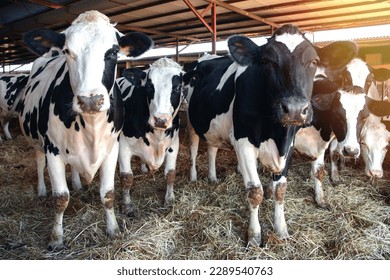 several dairy cows in a barn - Shutterstock ID 2289540763