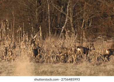 Several deer navigate through a dense patch of dried corn stalks, their bodies partially obscured by the vegetation as the sun casts a warm glow on the landscape